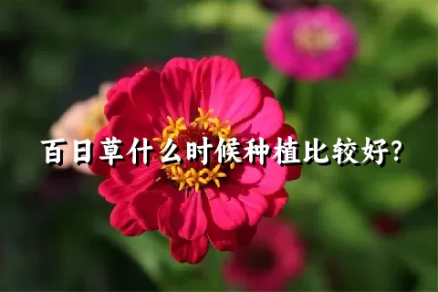 百日草什么时候种植比较好？