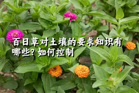 百日草对土壤的要求知识有哪些？如何控制