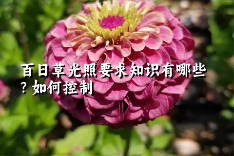 百日草光照要求知识有哪些？如何控制