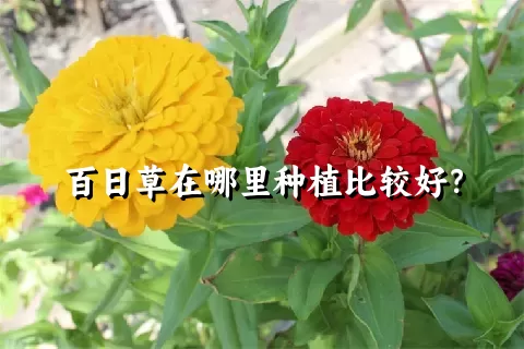 百日草在哪里种植比较好？