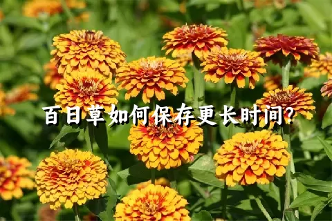 百日草如何保存更长时间？