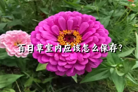 百日草室内应该怎么保存？