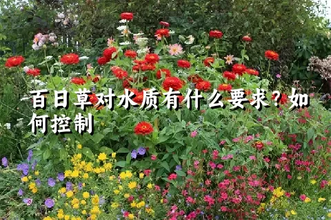 百日草对水质有什么要求？如何控制