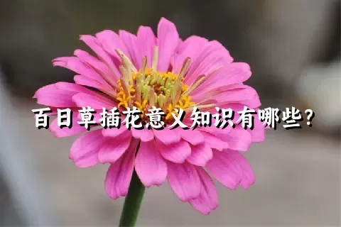 百日草插花意义知识有哪些？