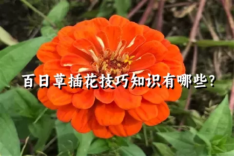 百日草插花技巧知识有哪些？