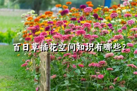 百日草插花空间知识有哪些？