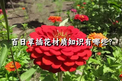 百日草插花材质知识有哪些？