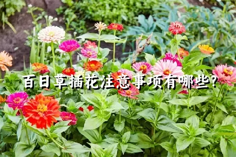 百日草插花注意事项有哪些？