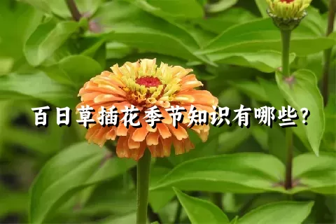 百日草插花季节知识有哪些？