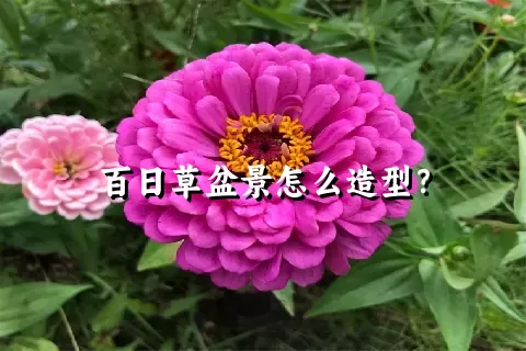 百日草盆景怎么造型？