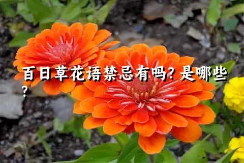 百日草花语禁忌有吗？是哪些？