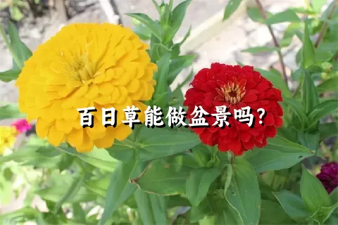 百日草能做盆景吗？