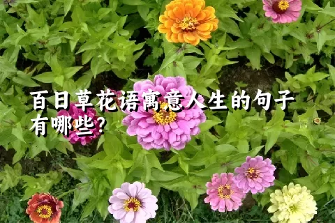 百日草花语寓意人生的句子有哪些？