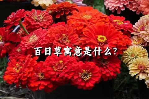 百日草寓意是什么？