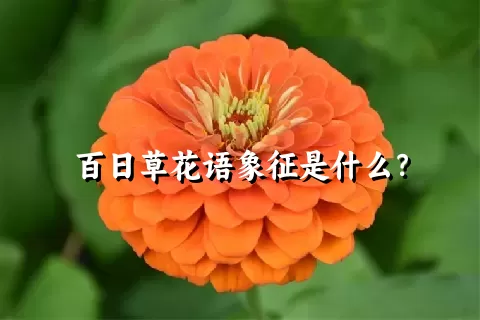 百日草花语象征是什么？