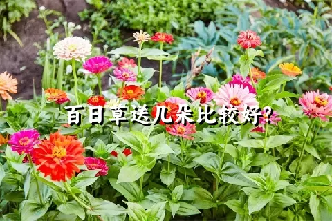 百日草送几朵比较好？