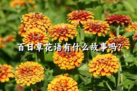 百日草花语有什么故事吗？