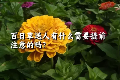 百日草送人有什么需要提前注意的吗？