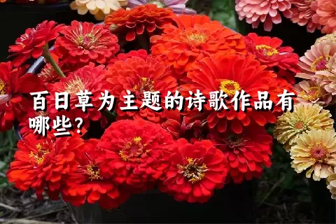 百日草为主题的诗歌作品有哪些？