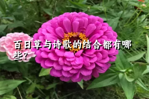 百日草与诗歌的结合都有哪些？