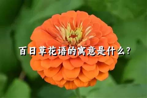 百日草花语的寓意是什么？