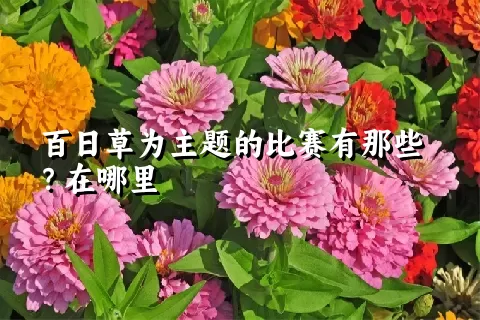 百日草为主题的比赛有那些？在哪里