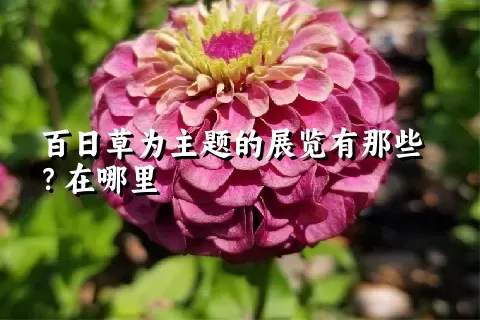 百日草为主题的展览有那些？在哪里