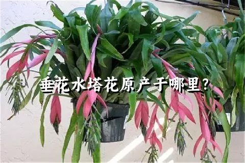 垂花水塔花原产于哪里？