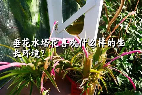 垂花水塔花喜欢什么样的生长环境？