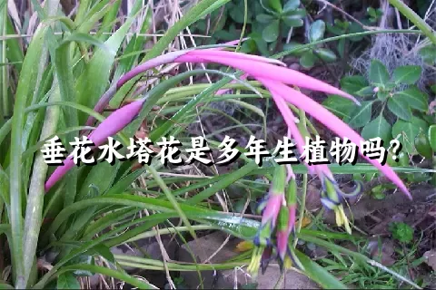 垂花水塔花是多年生植物吗？