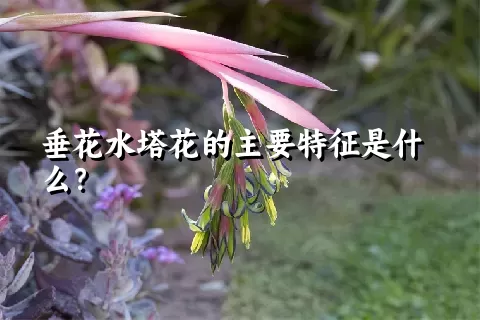 垂花水塔花的主要特征是什么？