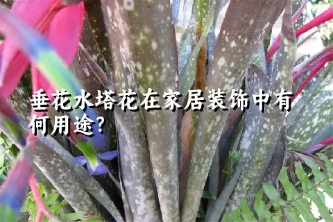 垂花水塔花在家居装饰中有何用途？