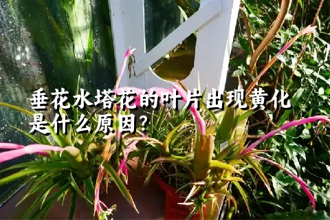 垂花水塔花的叶片出现黄化是什么原因？