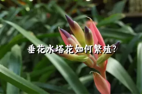 垂花水塔花如何繁殖？