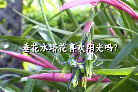 垂花水塔花喜欢阳光吗？