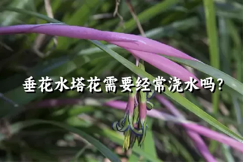 垂花水塔花需要经常浇水吗？