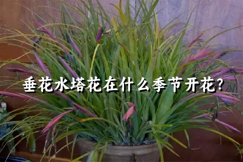 垂花水塔花在什么季节开花？