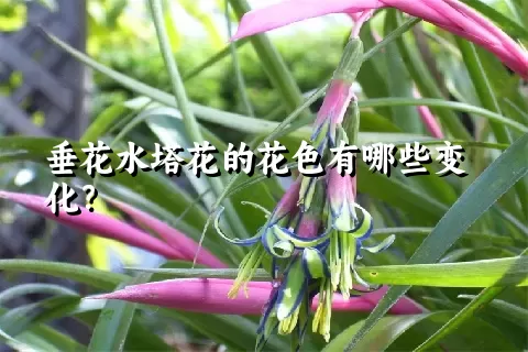 垂花水塔花的花色有哪些变化？