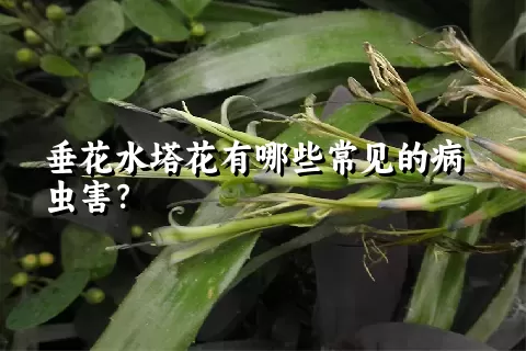 垂花水塔花有哪些常见的病虫害？