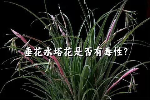 垂花水塔花是否有毒性？