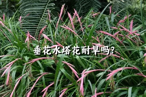 垂花水塔花耐旱吗？