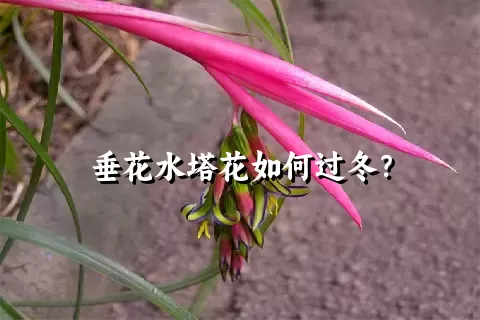 垂花水塔花如何过冬？