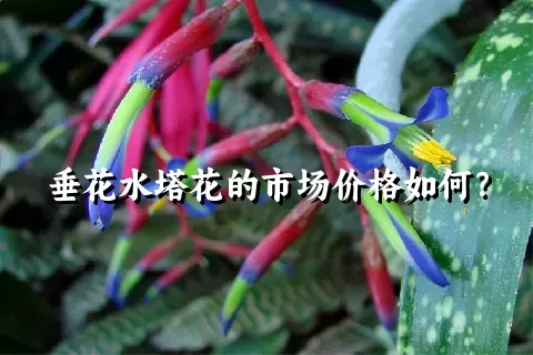 垂花水塔花的市场价格如何？