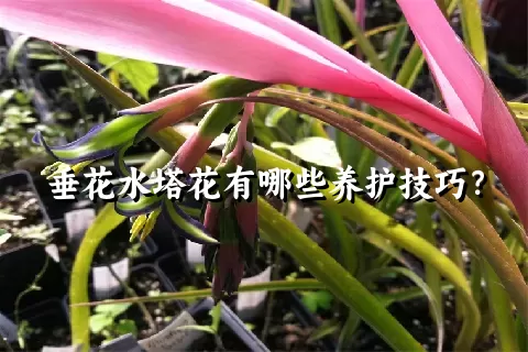 垂花水塔花有哪些养护技巧？