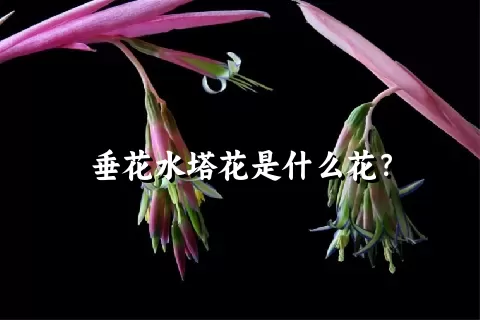 垂花水塔花是什么花？