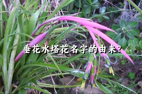 垂花水塔花名字的由来？