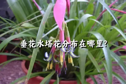 垂花水塔花分布在哪里?