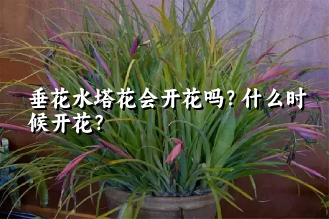 垂花水塔花会开花吗？什么时候开花？