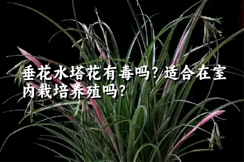 垂花水塔花有毒吗？适合在室内栽培养殖吗？