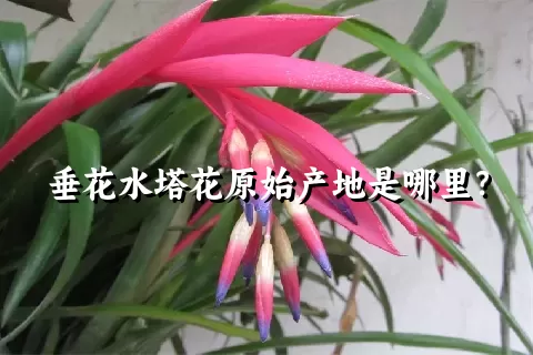 垂花水塔花原始产地是哪里？